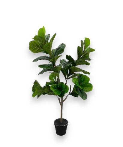 Planta Pandurata 130cm